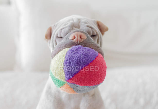 Очаровательный маленький Шарпей с разноцветным мячом во рту. — стоковое фото