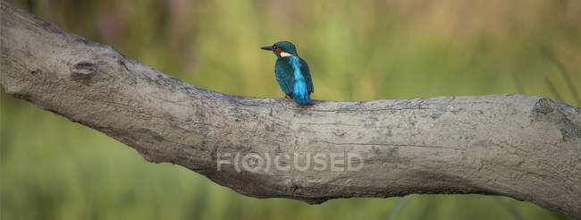 Azul kingfisher poleiro no ramo contra fundo borrado — Fotografia de Stock