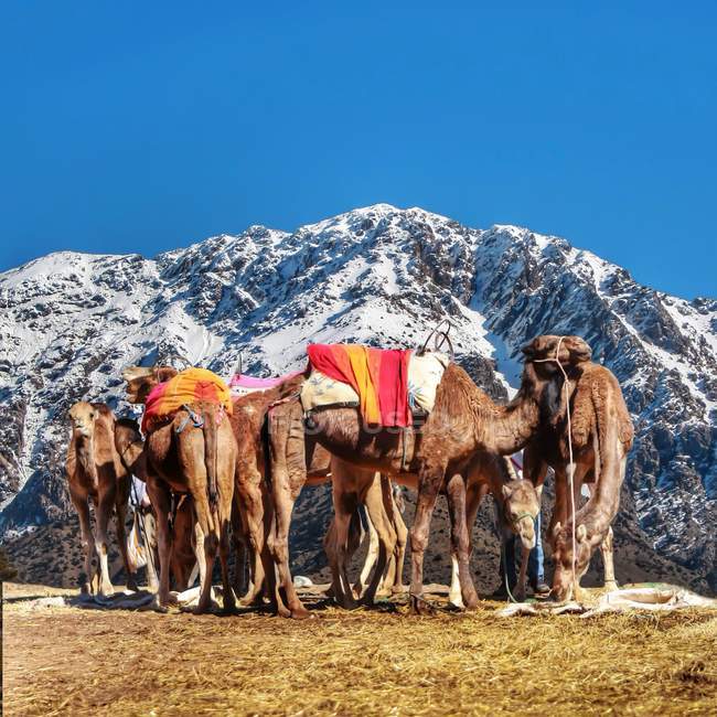 Marocco, cammelli marocchini appoggiati sulle montagne dell'Atlante Ourika — Foto stock