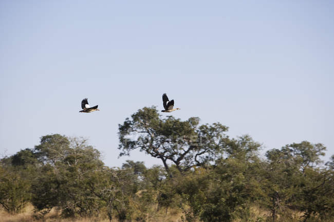 Два єгипетських гусей при польоті з дикої природи — стокове фото