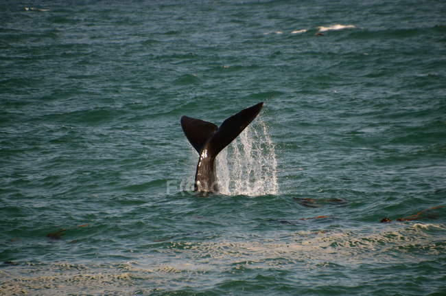Cola de ballenas salpicando en la superficie del mar - foto de stock