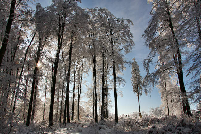 Vista panoramica del bosco nella soleggiata giornata invernale — Foto stock
