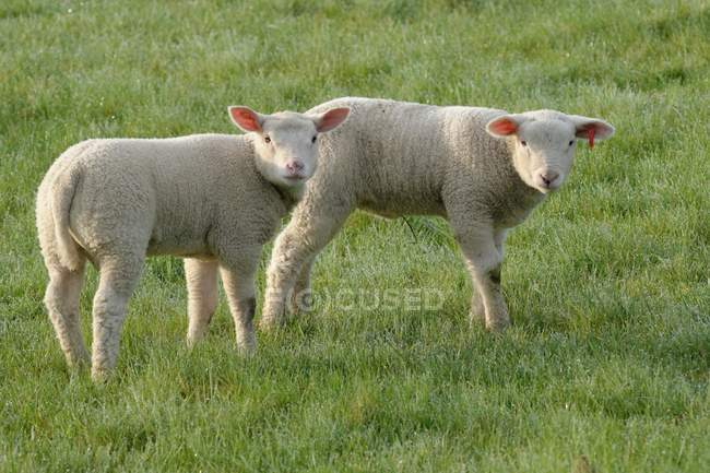 Two cute adorable lambs in pasture — Stock Photo