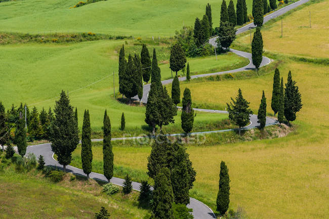 Pequenas árvores ao longo da estrada sinuosa, Monticchiello, Toscana, Itália — Fotografia de Stock