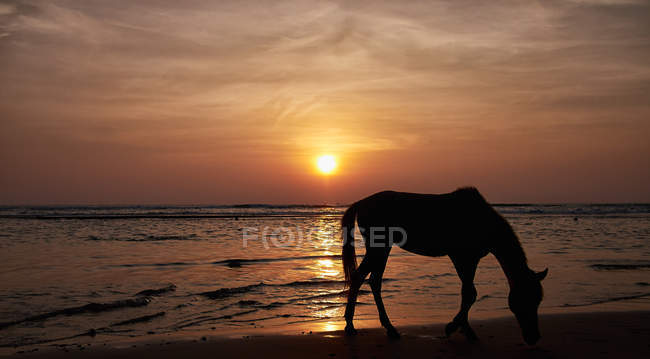 Vista panorámica del pastoreo de caballos en la playa al atardecer - foto de stock