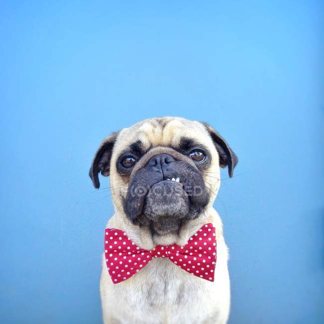 Retrato de um cão Pug usando gravata borboleta no fundo azul — Fotografia de Stock