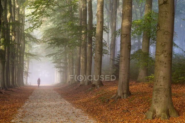 Donna che cammina sul sentiero nella foresta autunnale — Foto stock