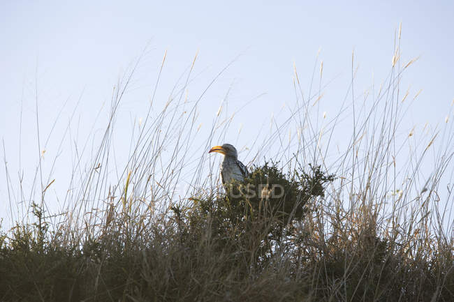 Hornbill amarelo sentado no ninho na natureza selvagem — Fotografia de Stock