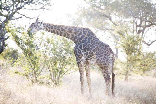Simpatica giraffa in safari, Kruger National Park, Sud Africa — Foto stock