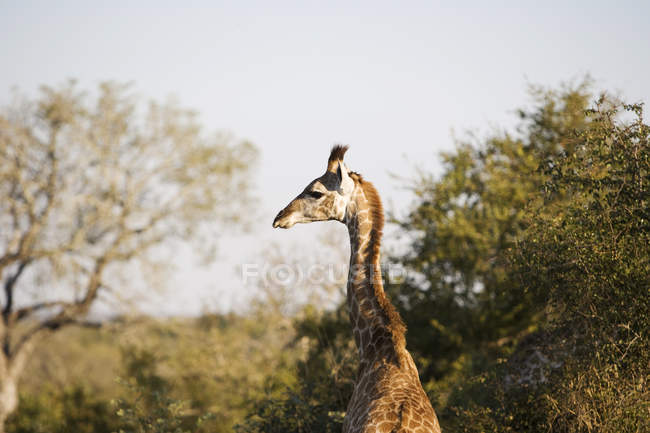 Vista trasera de la hermosa jirafa en el desierto, Sudáfrica - foto de stock
