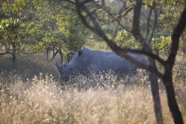 Vista panorámica del majestuoso rinoceronte en arbusto - foto de stock