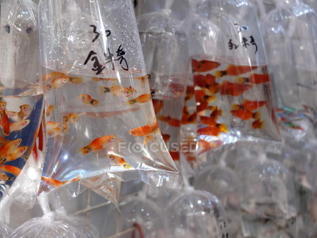 Vista de perto de Goldfish em sacos de plástico, Hong Kong — Fotografia de Stock