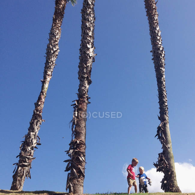 Два маленьких мальчика играют на пальмах против голубого неба — стоковое фото