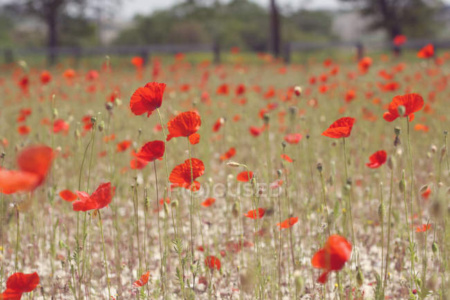 Closeup view of field of poppies against blurred background — Stock Photo