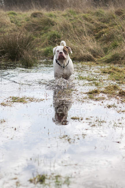 Bulldog em pé na lagoa e refletindo na água — Fotografia de Stock