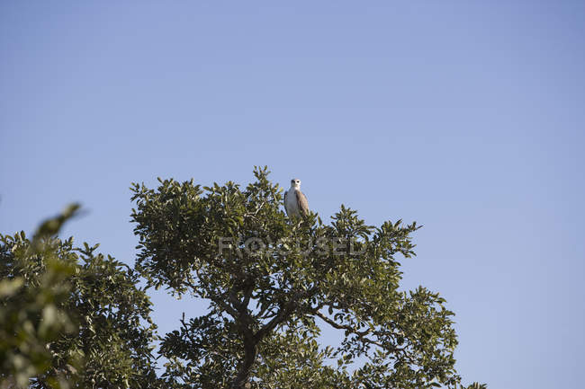 Uccello rapace seduto su un albero contro il cielo blu — Foto stock