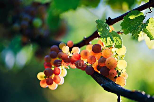 Vue rapprochée des raisins dans le vignoble sur fond flou — Photo de stock