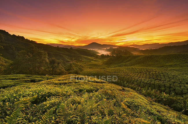 Malásia, Cameron Highland, vista panorâmica das plantações de chá a partir de colinas não cultivadas ao nascer do sol — Fotografia de Stock