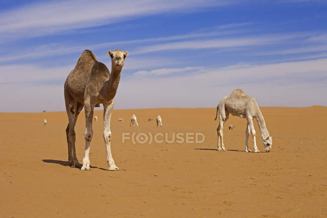 Saudi arabien, sahara, kamele in der wüste — Stockfoto