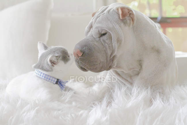 Close-up side view of cute shar-pei dog and cat lying together on white carpet face to face — Stock Photo