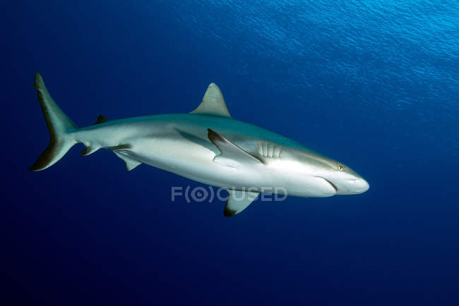 Tiburón arrecife gris nadando en agua azul - foto de stock