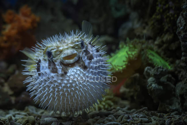 Close-up of Pufferfish puffed up underwater — Stock Photo