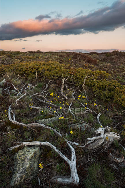 Живописный вид на красивый пейзаж с корнями на земле — стоковое фото