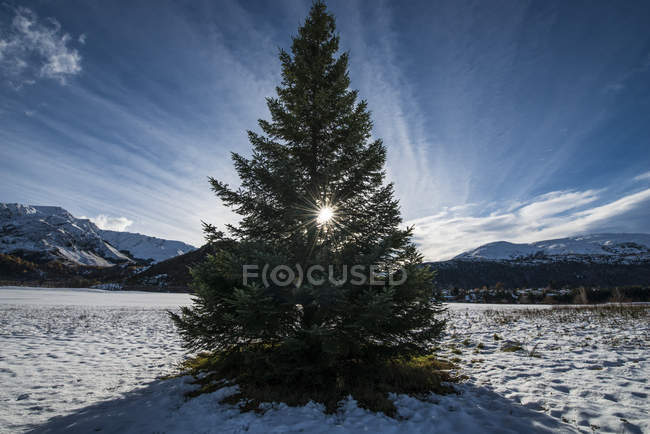 Scenic view of fir tree in snow — Stock Photo