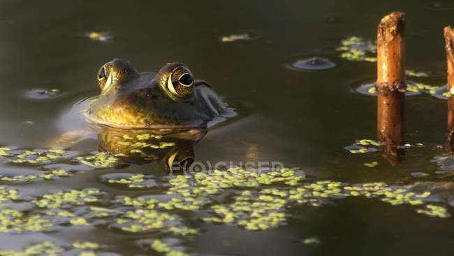 Gros plan de grenouille se reposant dans l'eau du marais — Photo de stock