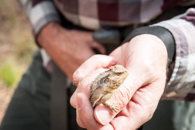 Cropped image of man holding horned lizard — Stock Photo