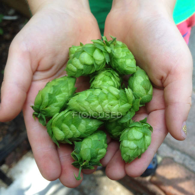 Closeup view of handful of hops in girl hands — Stock Photo