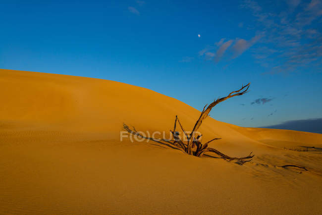 Austrália, Coffin Bay, Árvore nua no deserto — Fotografia de Stock