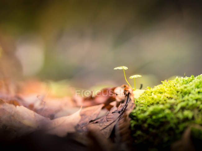 Крупним планом зображення маленької рослини в лісі, розмитий фон — стокове фото