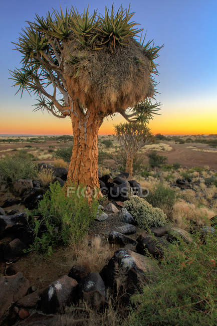 Gesellige Webervogelnester auf Köcherbaum, keetmaanshoop, namibia — Stockfoto