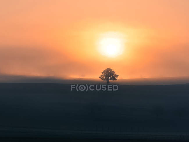 Vue panoramique sur un arbre solitaire au coucher du soleil — Photo de stock