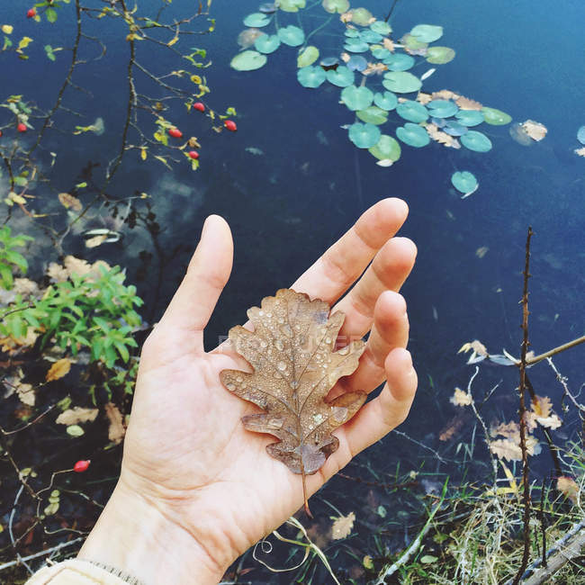 Immagine ritagliata della mano femminile che tiene una foglia contro il lago — Foto stock