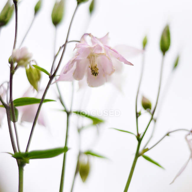 Крупним планом рожеві квіти на білому тлі — стокове фото