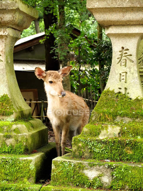 Vista de cerca del divertido ciervo Fawn, Nara, Japón - foto de stock