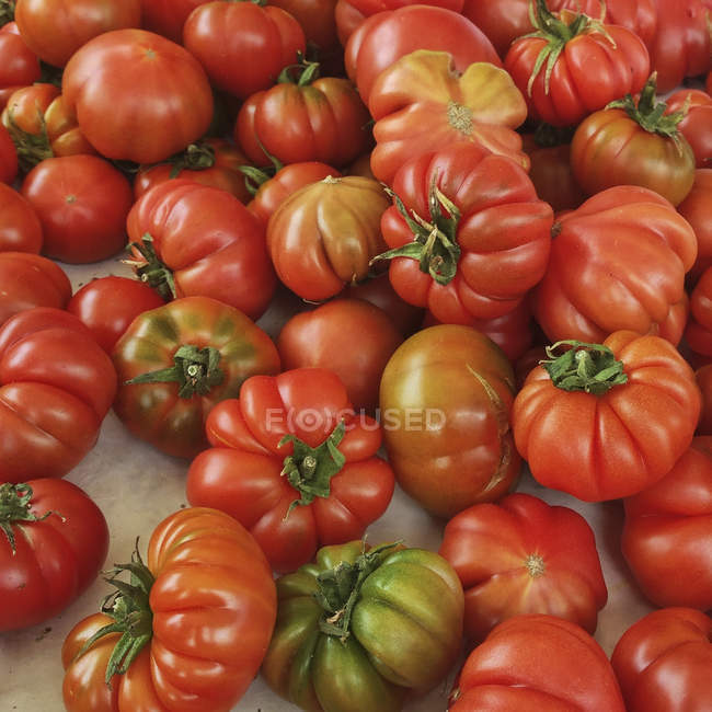 Tomates rouges fraîches cueillies en tas — Photo de stock