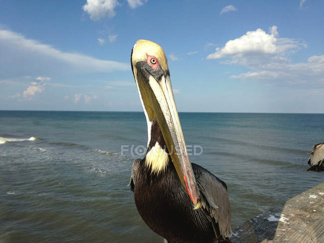 Крупним планом пелікан сидить на березі океану — стокове фото