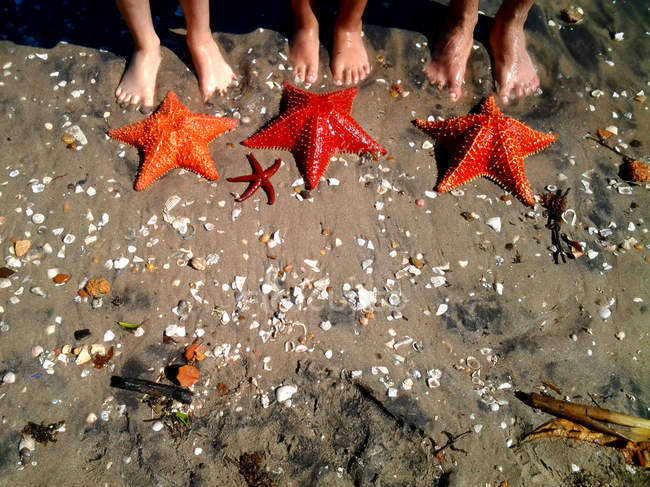 Elevated view of people standing in beach with starfishes — Stock Photo
