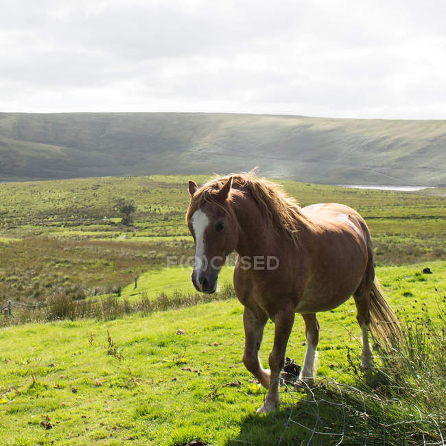 Vista panoramica di bellissimo cavallo in campagna — Foto stock