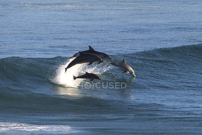 Majestic dolphins leaping out of ocean — Stock Photo