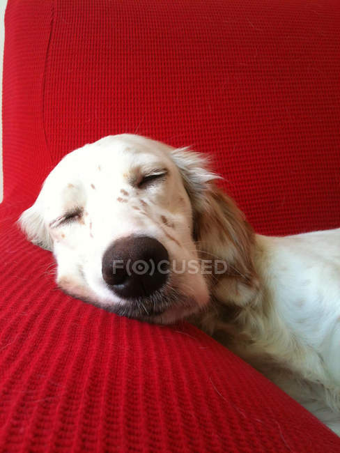 Portrait of English Setter sleeping on couch — Stock Photo