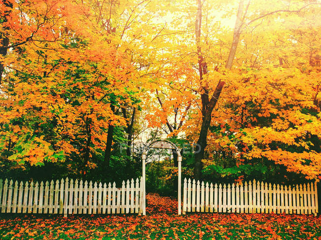 Білий паркан і жовті дерева восени — стокове фото
