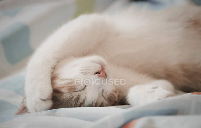 Gros plan de mignon chat endormi moelleux — Photo de stock