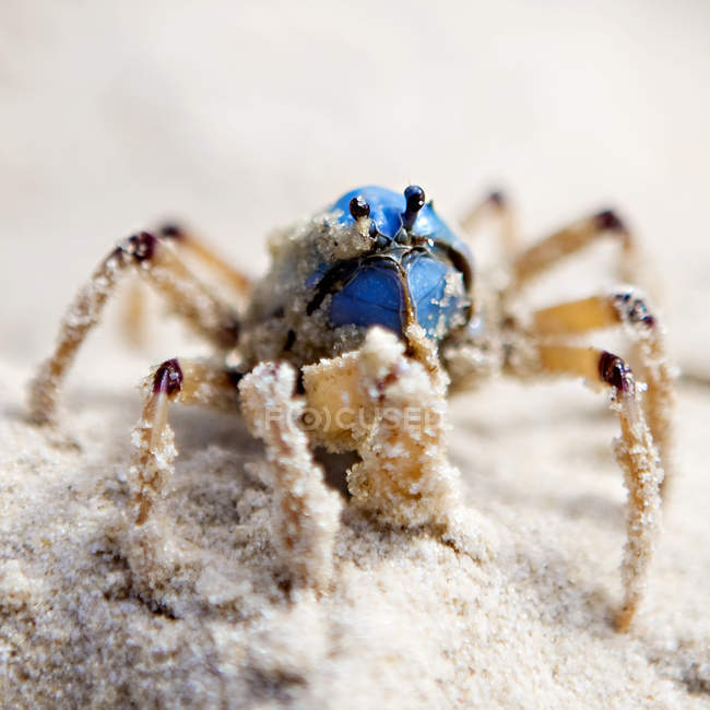 Gros plan du crabe soldat rampant dans le sable — Photo de stock