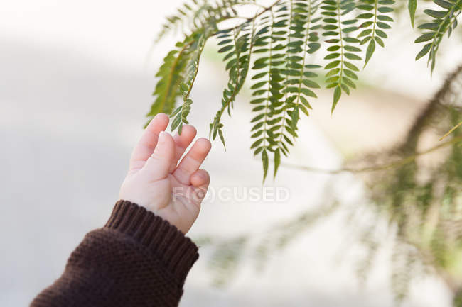 Image recadrée de bébé garçon touchant feuilles sur fond flou — Photo de stock