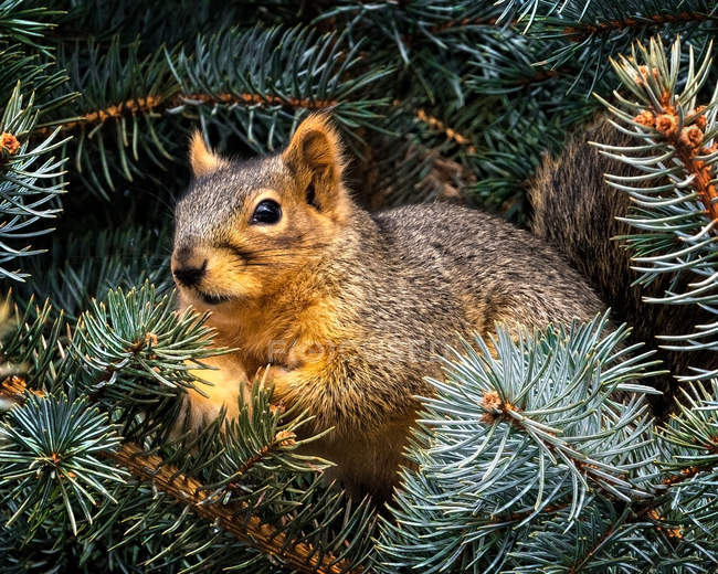 Carino piccolo scoiattolo curioso seduto su ramo di abete — Foto stock