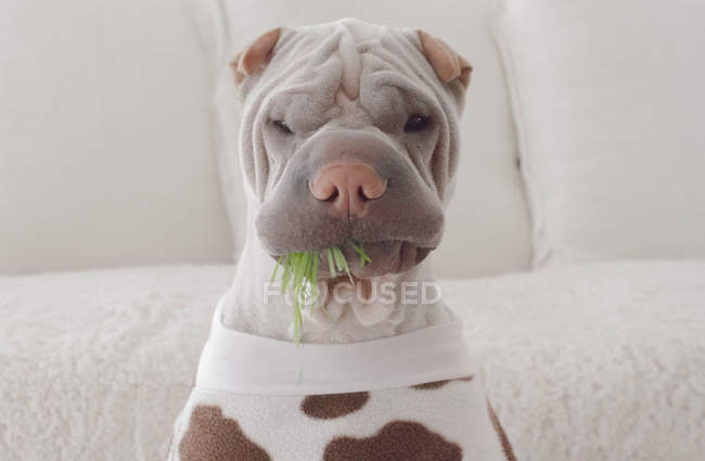 Engraçado sharpei cão vestido como uma vaca — Fotografia de Stock
